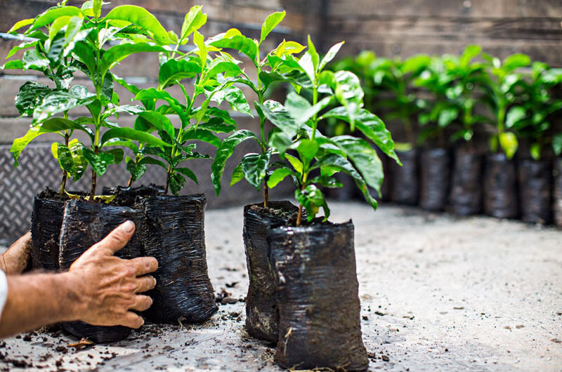 Starbucks: Distributes Coffee Trees to Farmers
