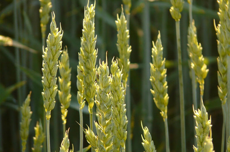 Ardent Mills: commits organic wheat initiative